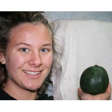 HASHIMOTO AVOCADO FIRM Large Size Katikati Grown 